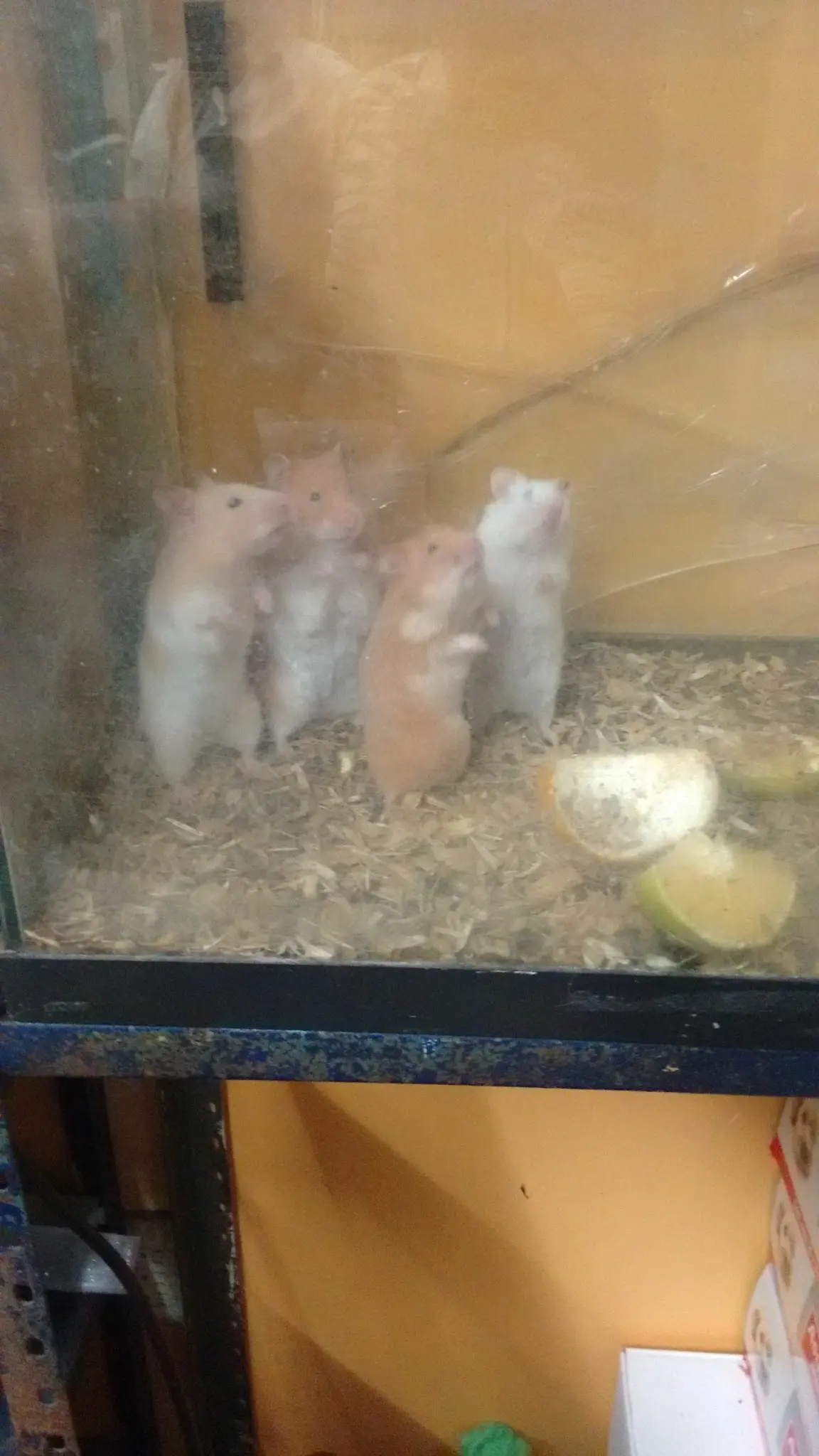 Veterinaria los 2 potrillos — foto 2 de 3