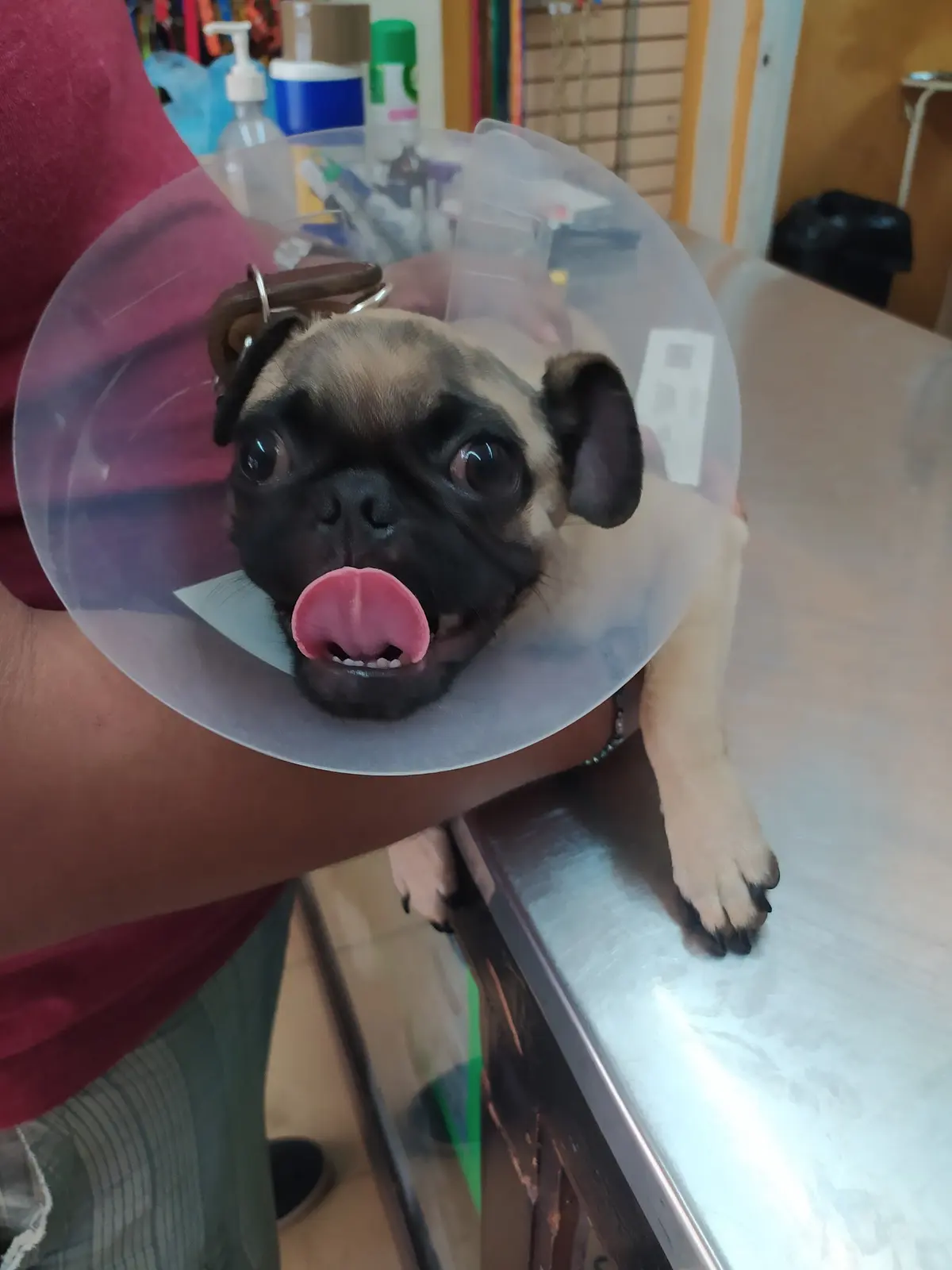 Veterinaria los 2 potrillos — foto 3 de 3