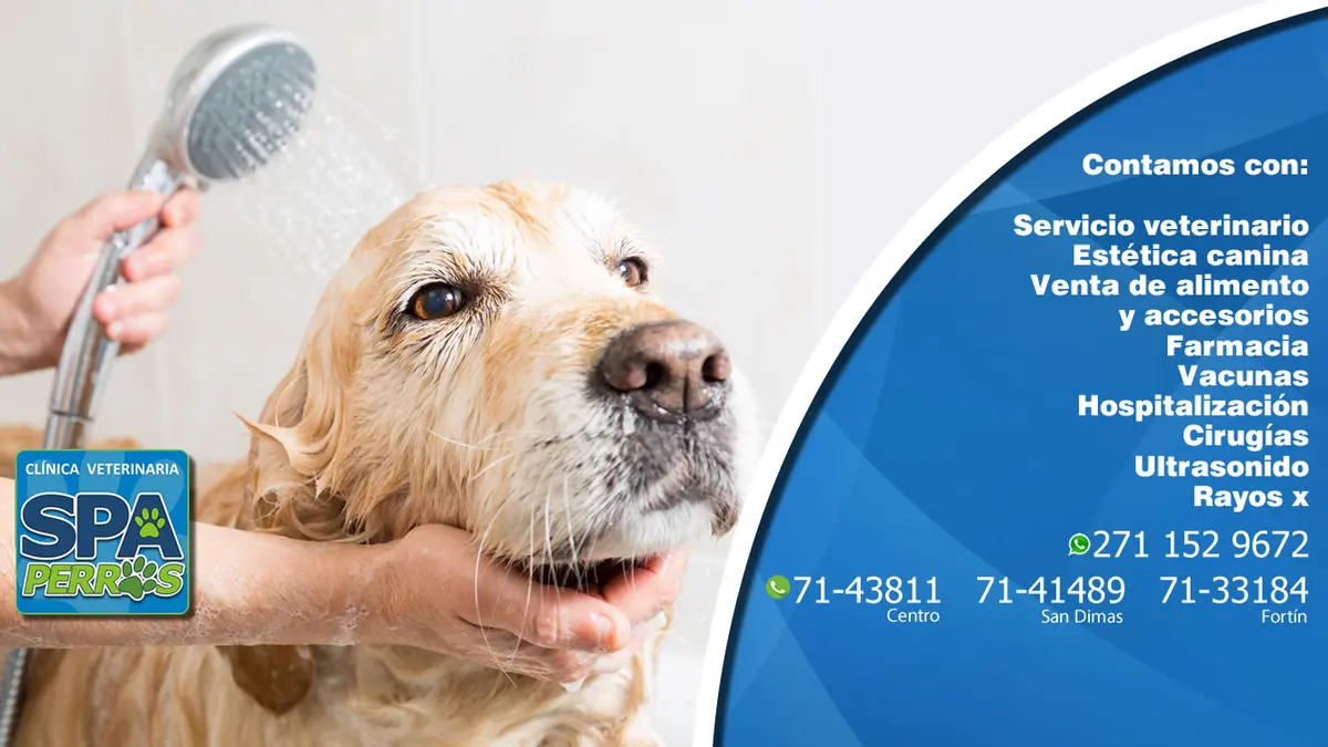Clínica veterinaria y estética canina SPA PERROS Córdoba Veracruz