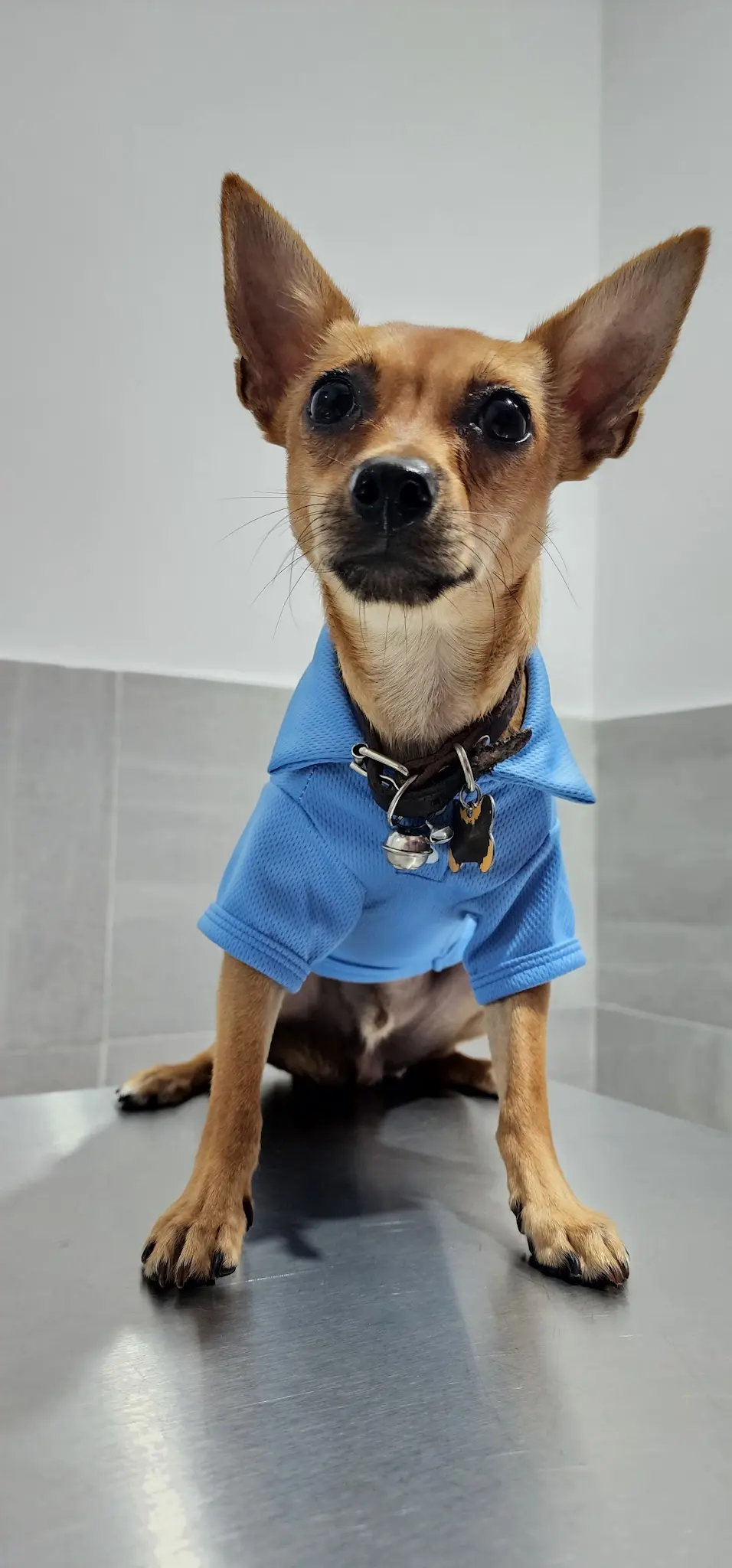 Doggies Clinica Veterinaria — foto 2 de 4