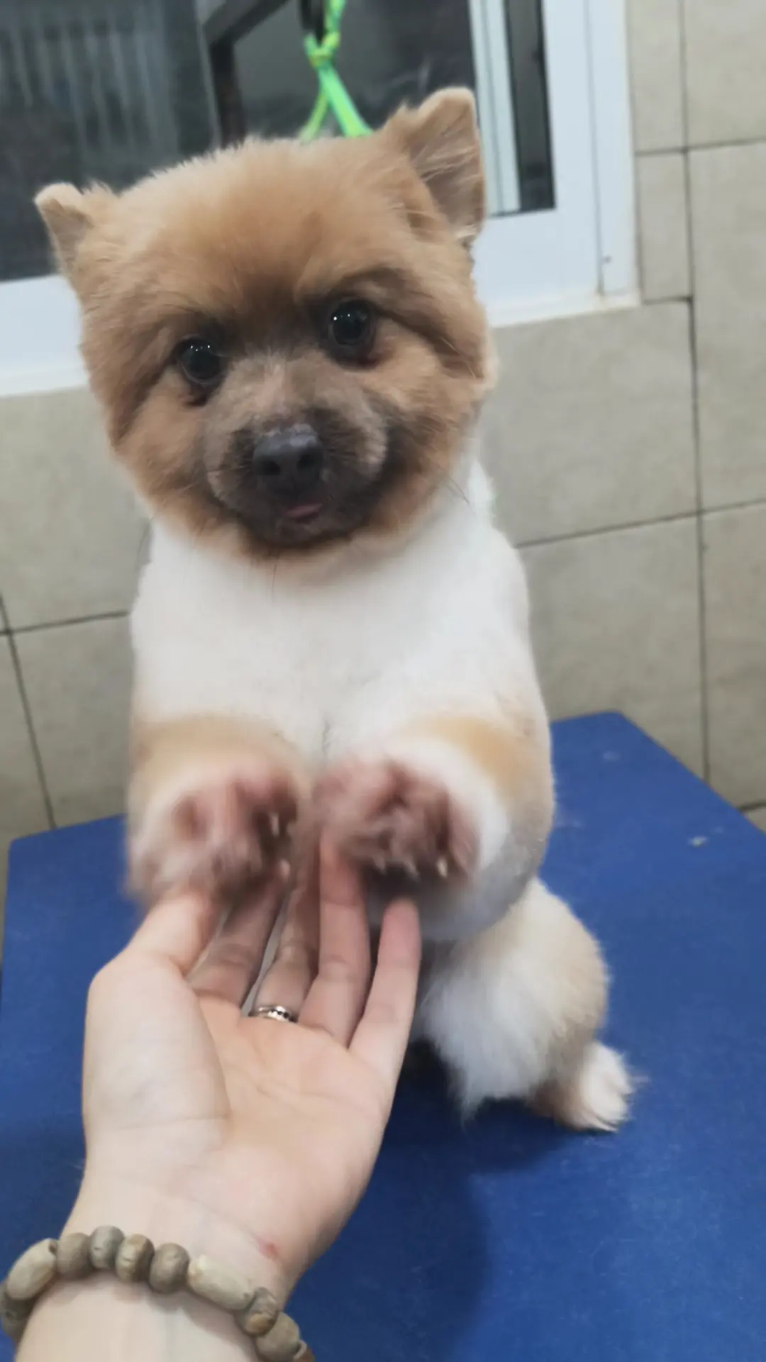 Doggies Clinica Veterinaria — foto 3 de 4