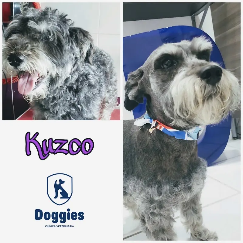 Doggies Clinica Veterinaria — foto 4 de 4