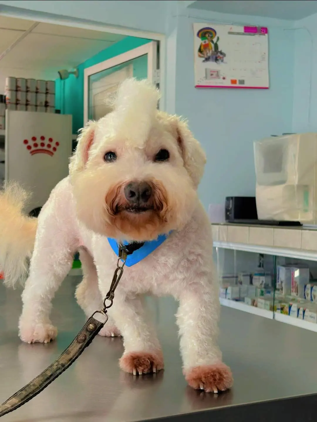 Kambul Clinica Veterinaria — foto 2 de 3