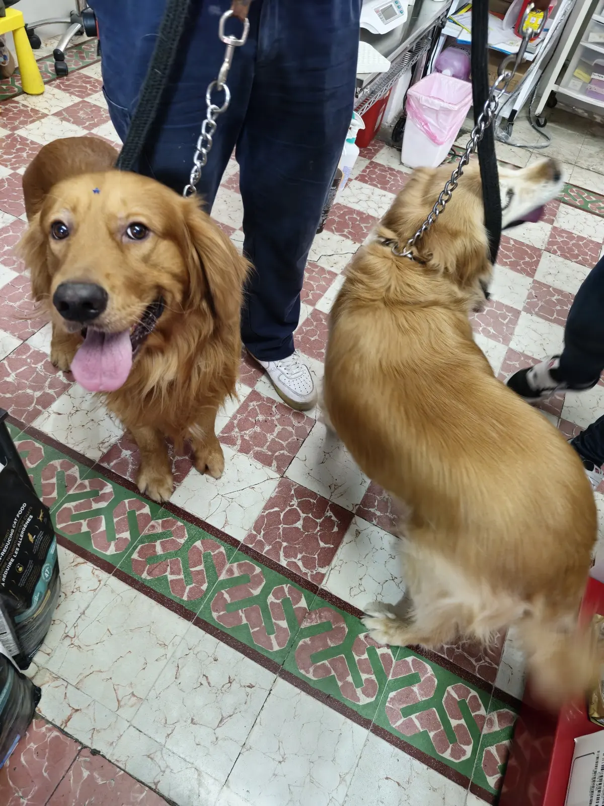 Clínica Veterinaria Como Perros y Gatos