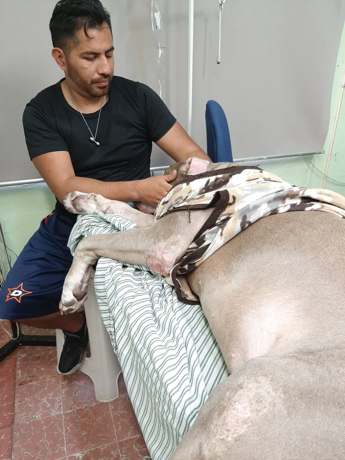 Clínica Veterinaria Como Perros y Gatos — foto 3 de 3