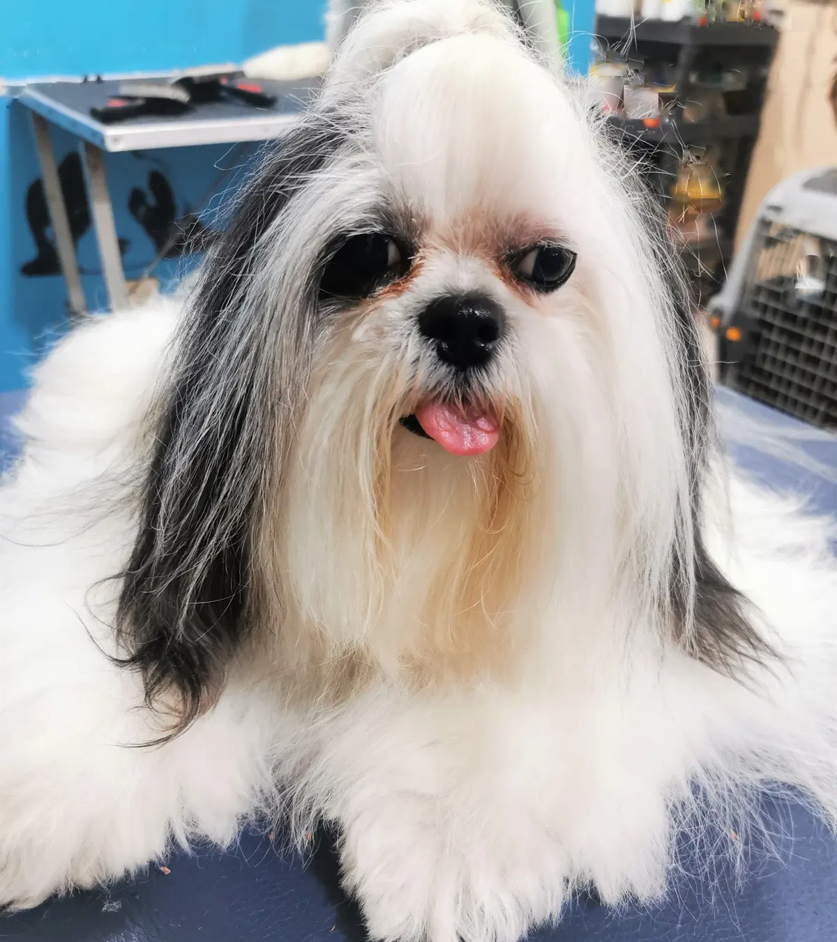 CLINICA VETERINARIA MEDICAL PET ESTETICA CANINA & BOUTIQUE — foto 2 de 3
