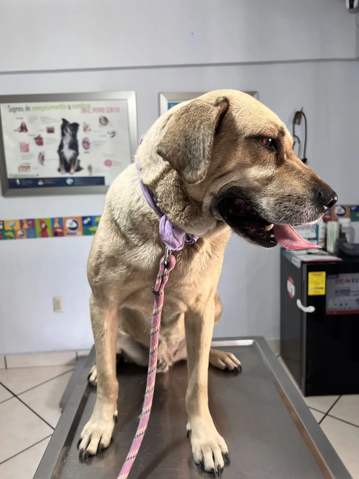 CLINICA VETERINARIA MEDICAL PET ESTETICA CANINA & BOUTIQUE