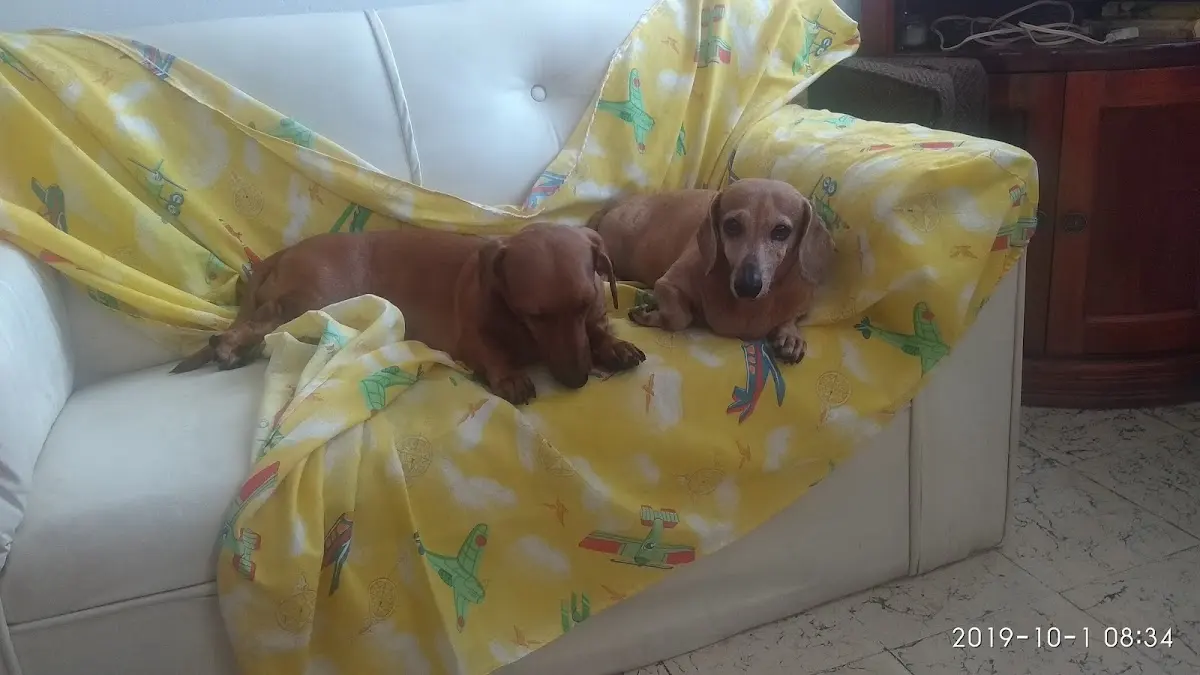 Veterinaria Solares