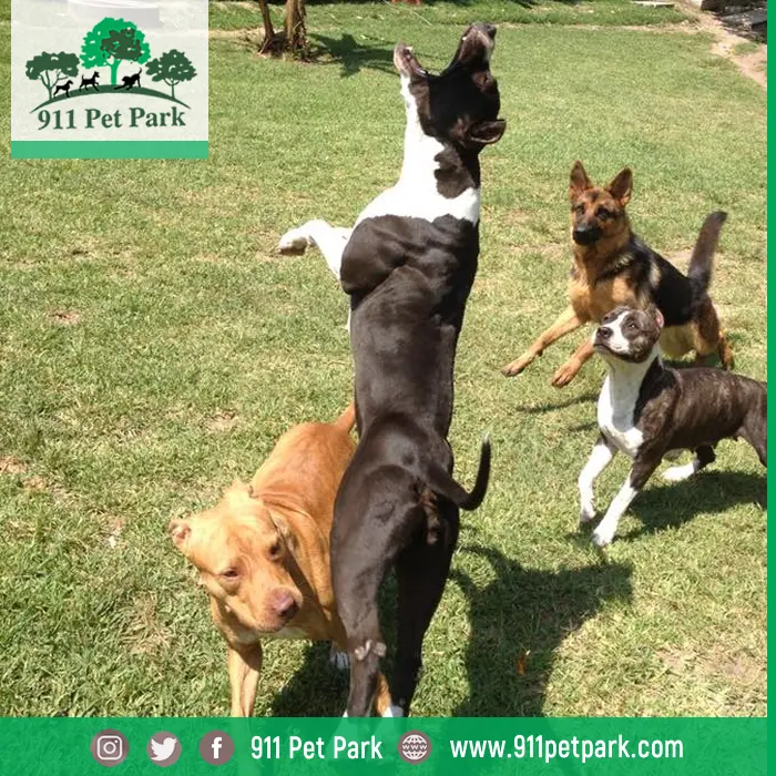 911 Pet Park / OrtoPets