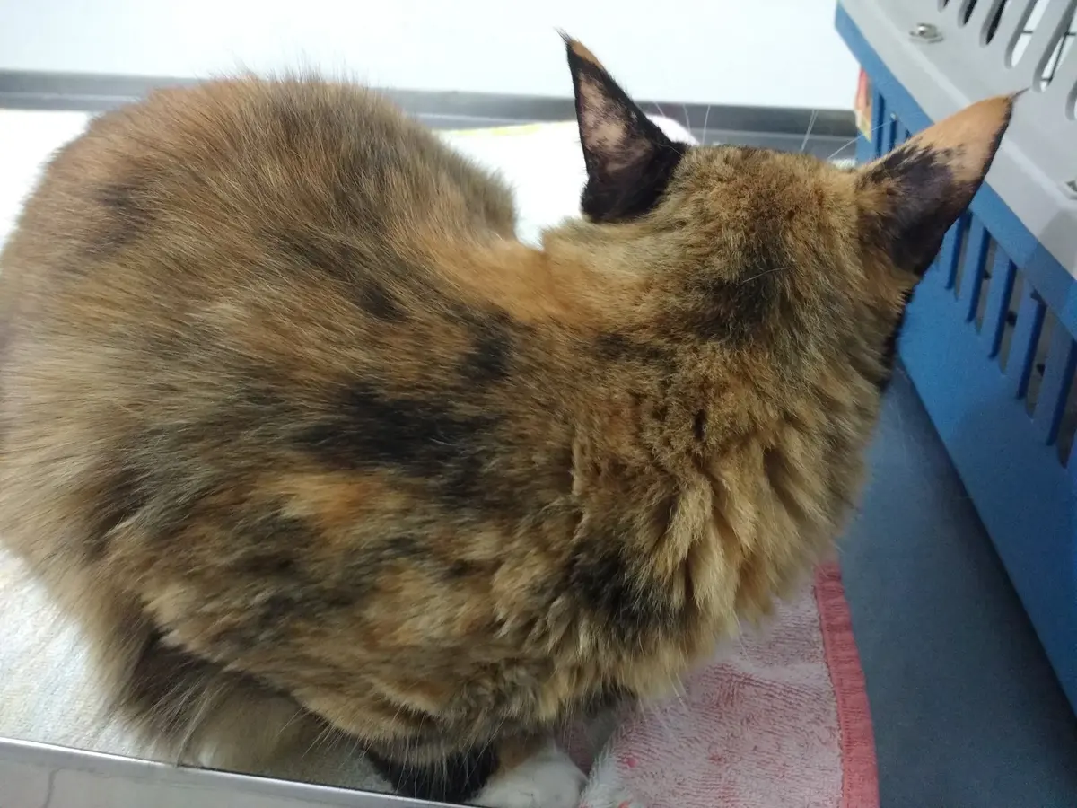Clínica Veterinaria Nuko — foto 2 de 3