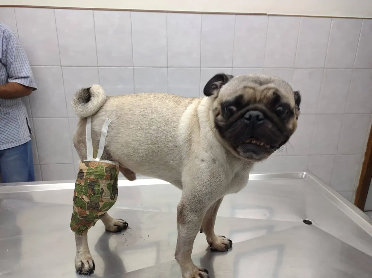 Clinica Veterinaria Pérez Villanueva