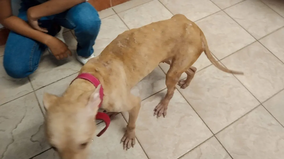 Hospital Veterinario