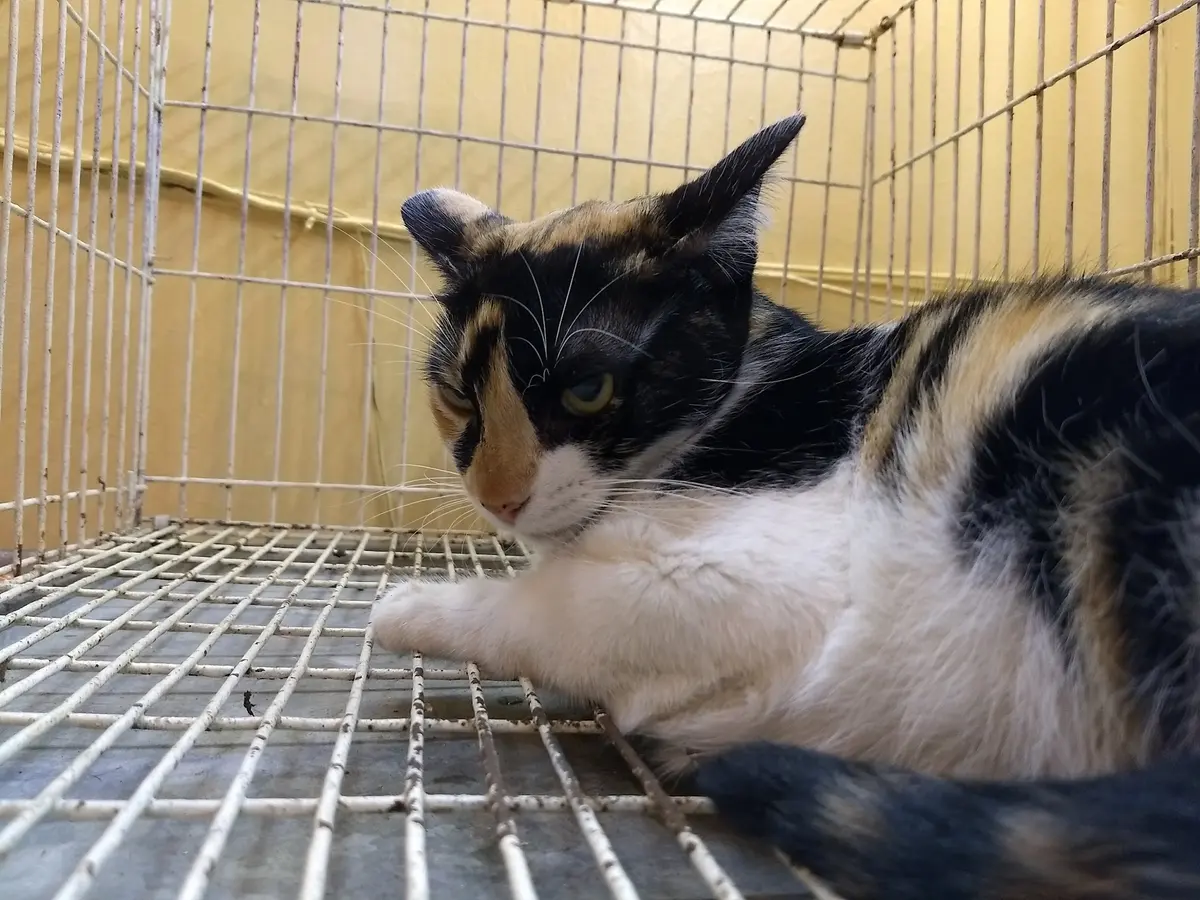 Veterinaria RORO