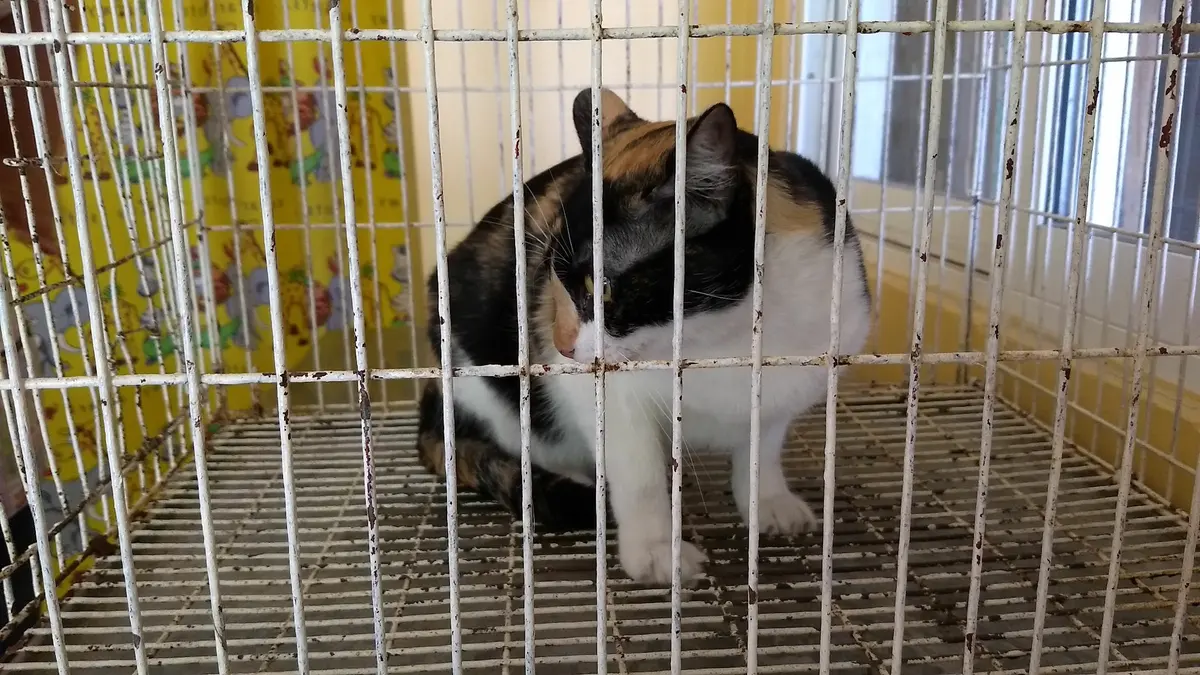 Veterinaria RORO — foto 2 de 3