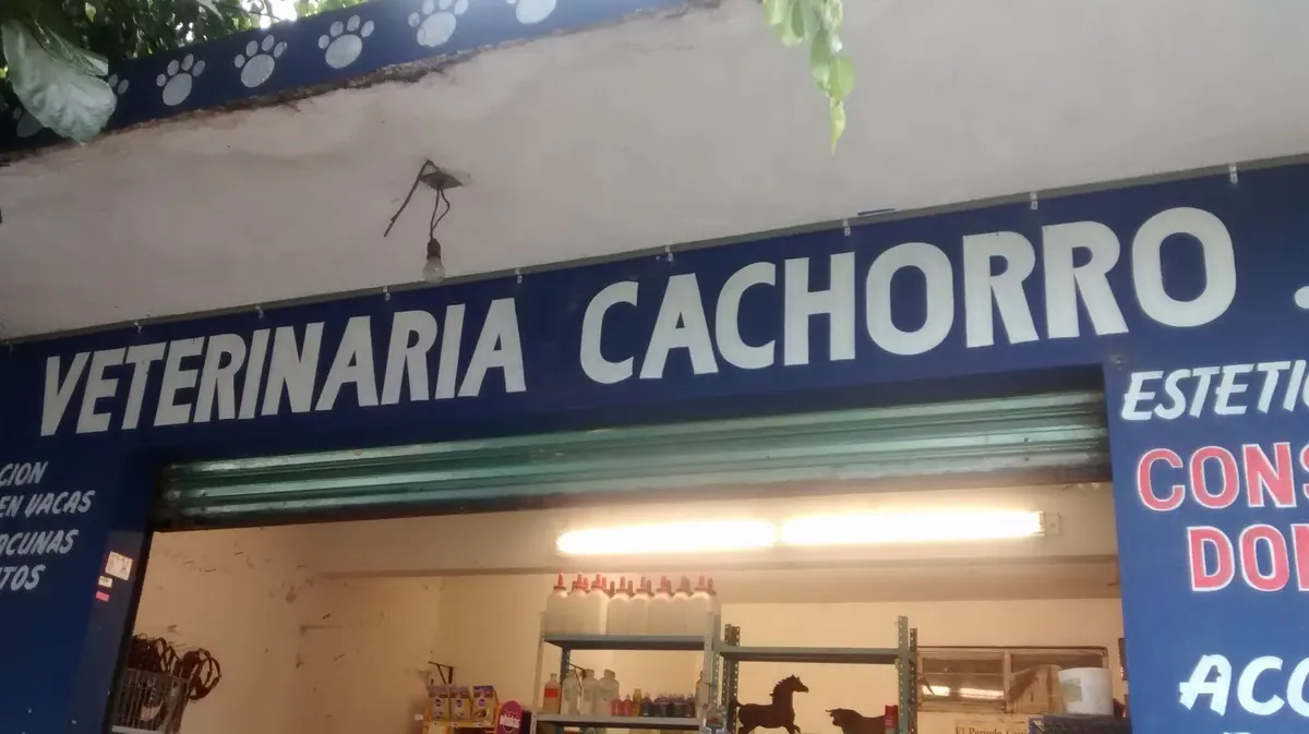 Cachorro