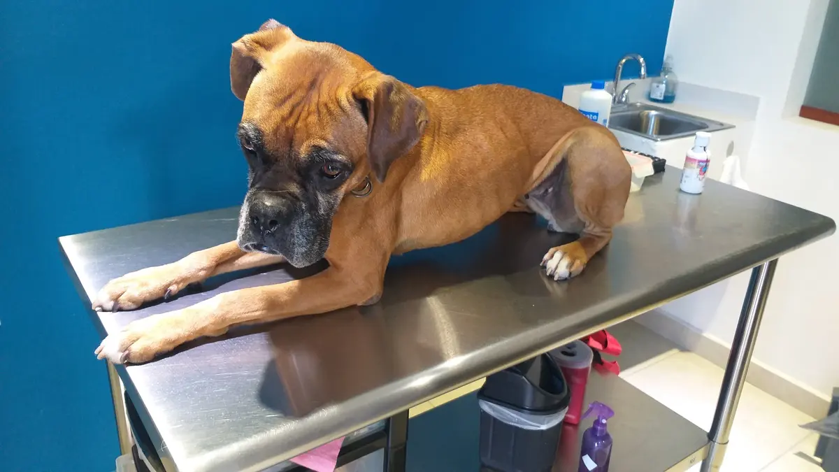Laboratorio veterinario ESCA