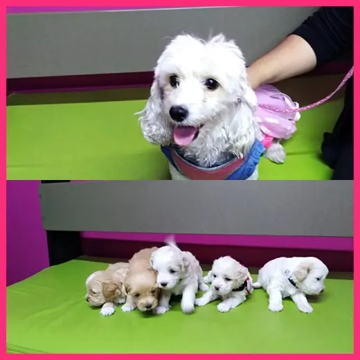 Petit Animal Center