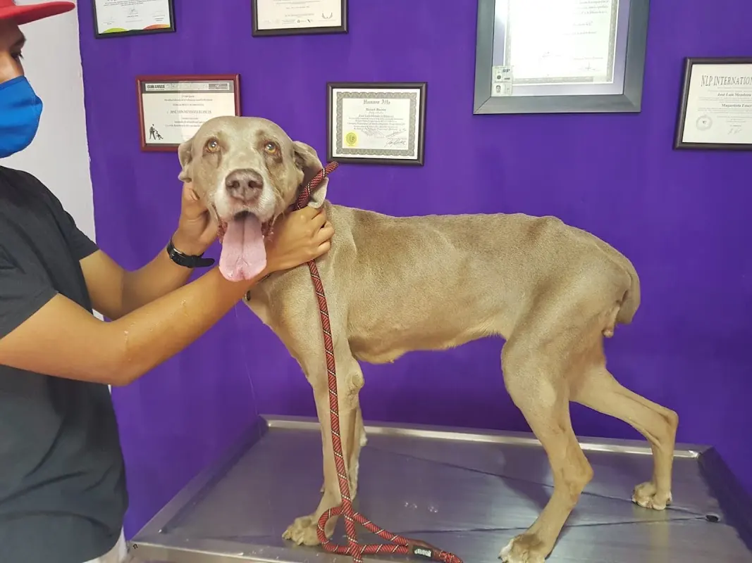 Urgencias Veterinaria Xalapa