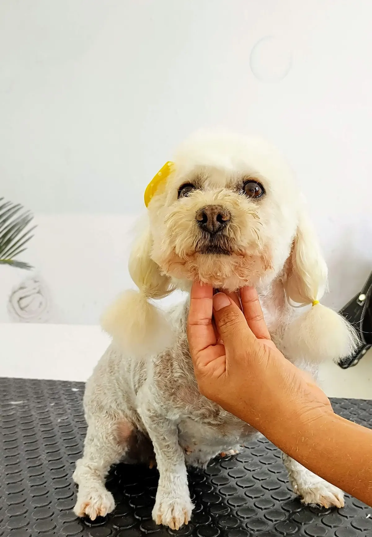 Veterinaria Perros Y Gatos Xalapa