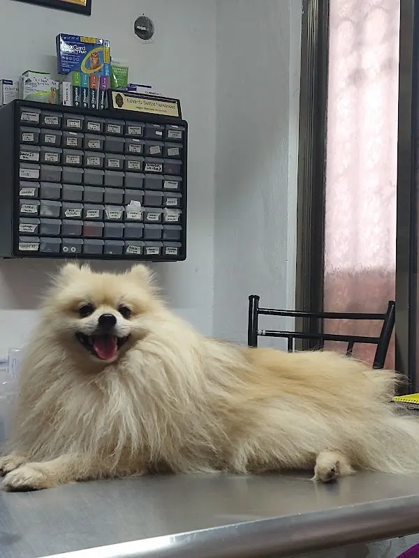 Consultorio Veterinario FelyCan