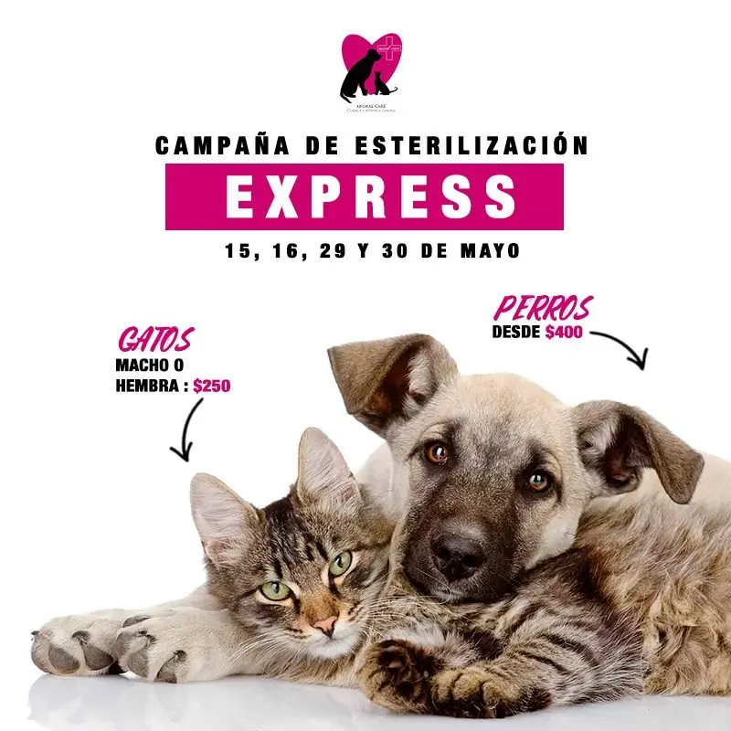 Animal Care Clínica Veterinaria — foto 4 de 4