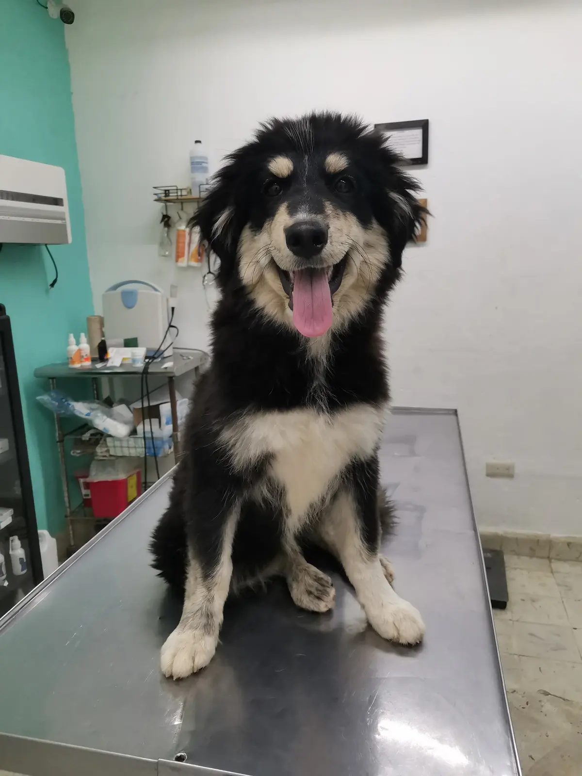 Clínica Veterinaria Ké Pet's