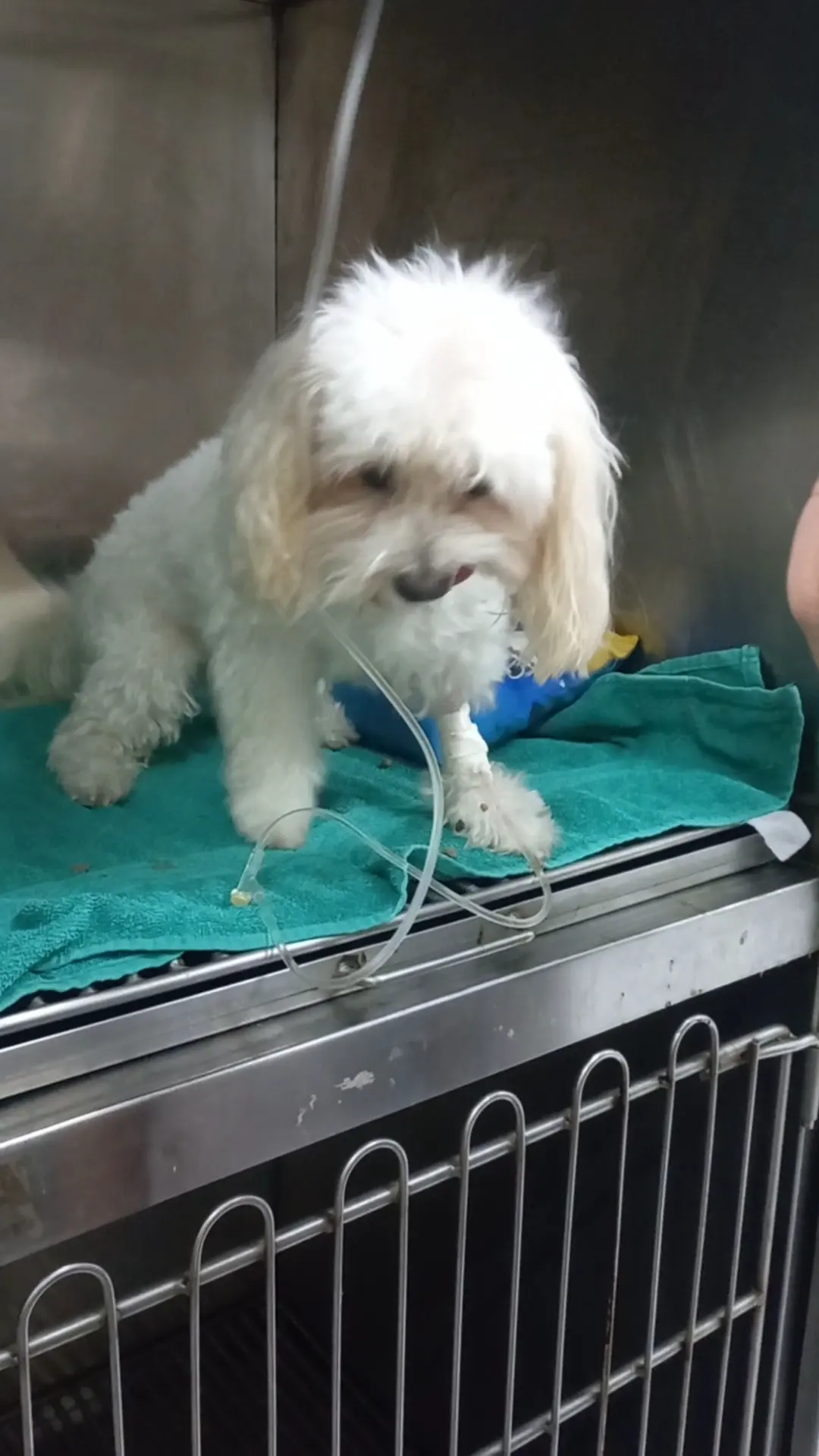 HOSPITAL VETERINARIO+ EL NIÑO DE ATOCHA — foto 2 de 3