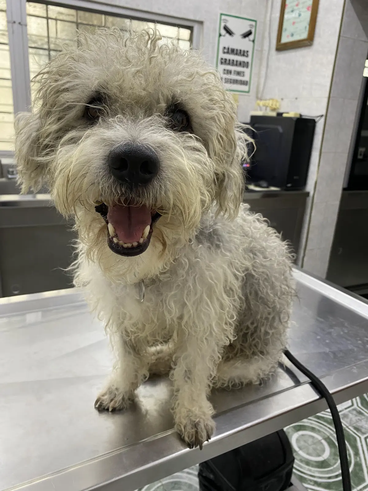 HOSPITAL VETERINARIO+ EL NIÑO DE ATOCHA — foto 3 de 3