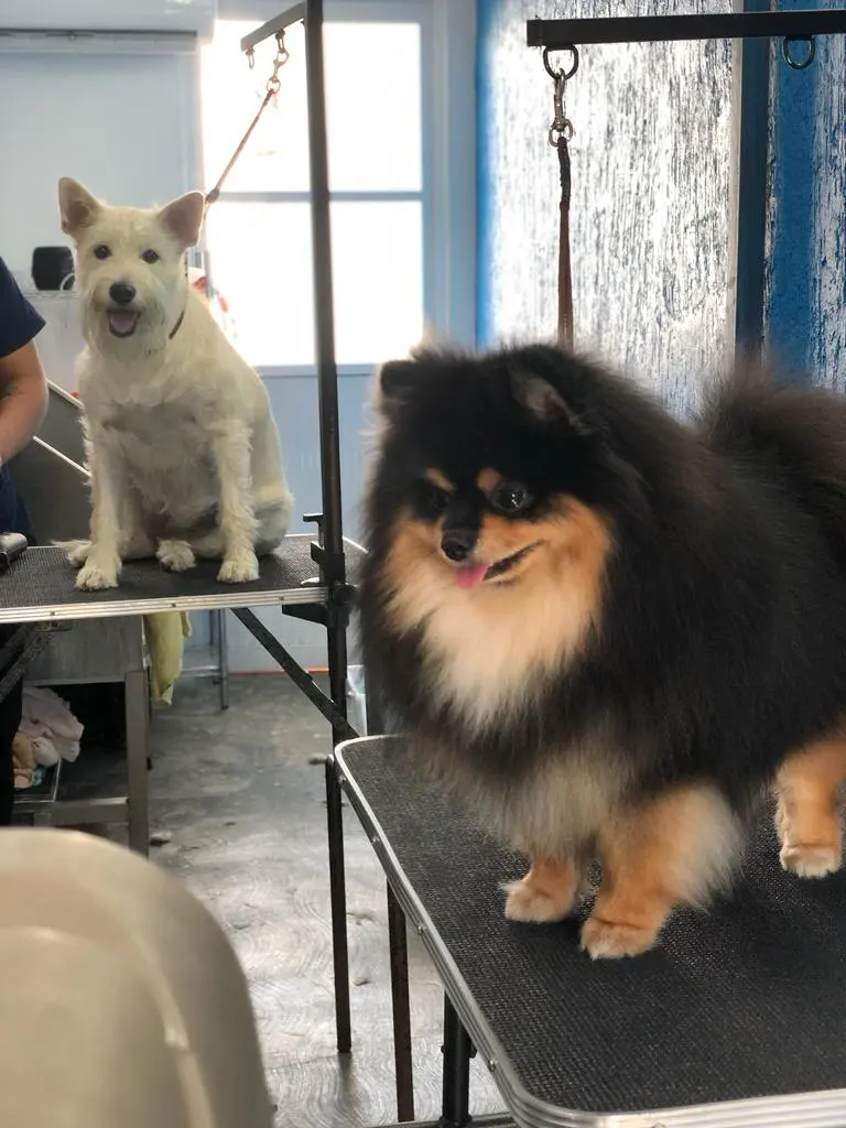 Pet's Clinic.