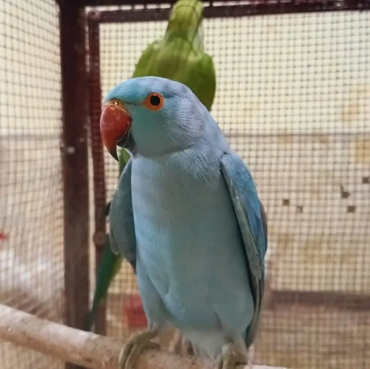 Animanía — foto 1 de 1
