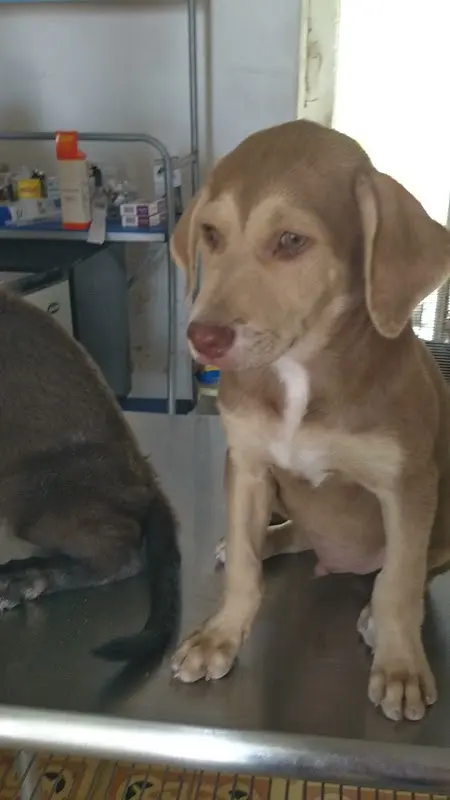 Veterinaria Laika.