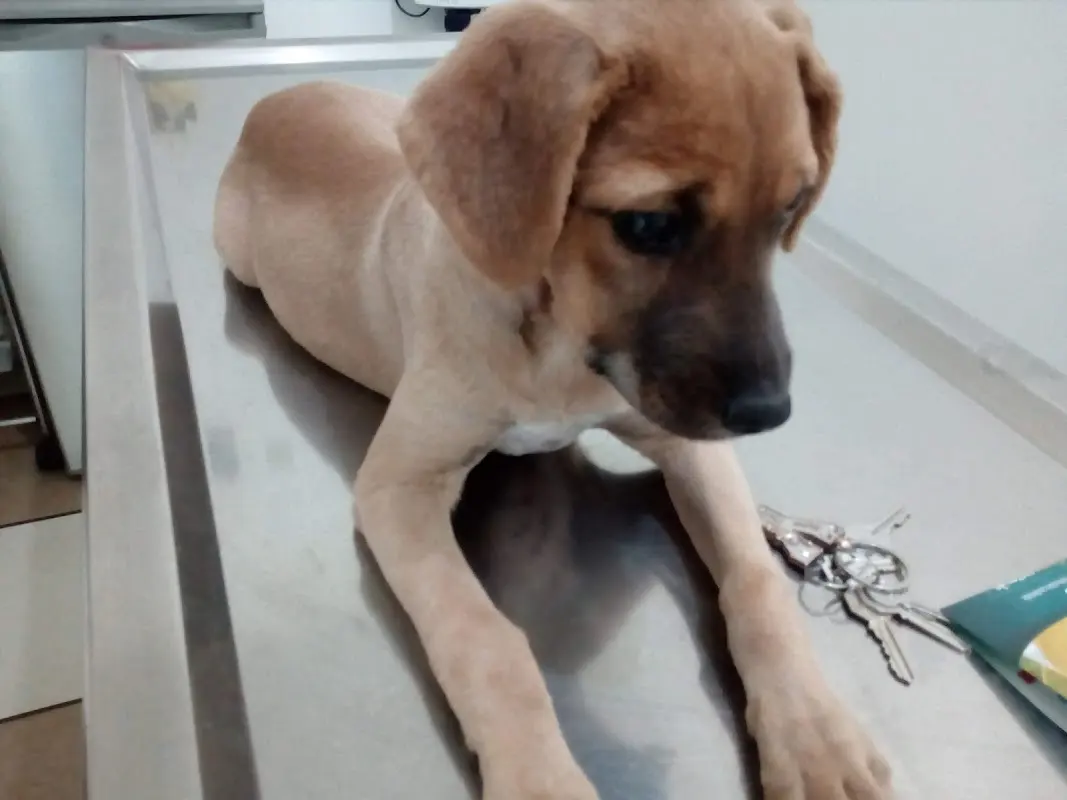 Veterinaria San Francisco de Asis