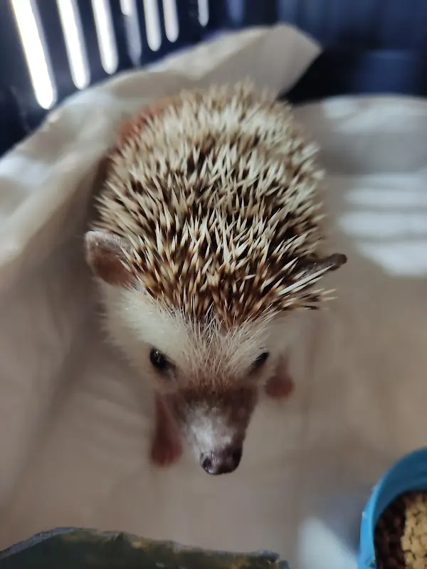 Vita Animal