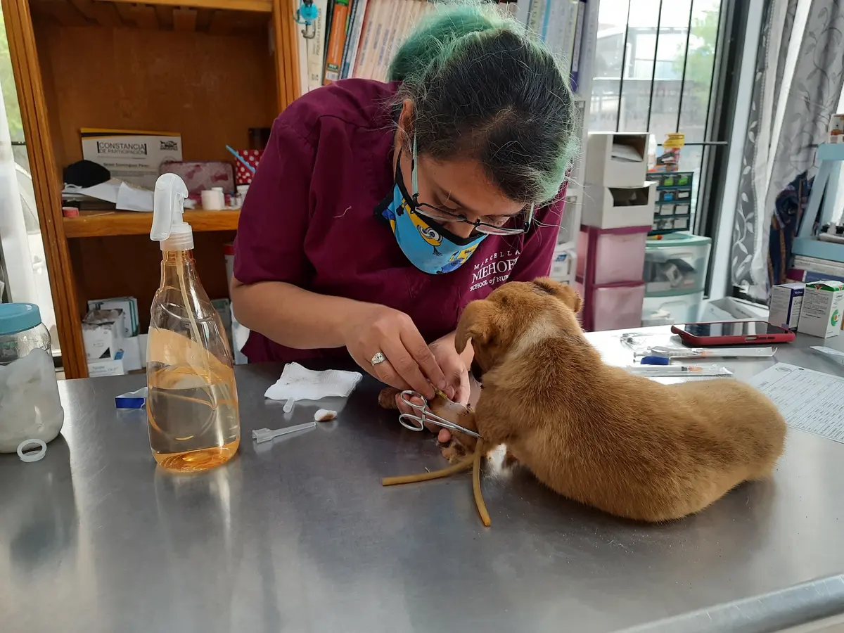 Clínica Veterinaria Caniche's