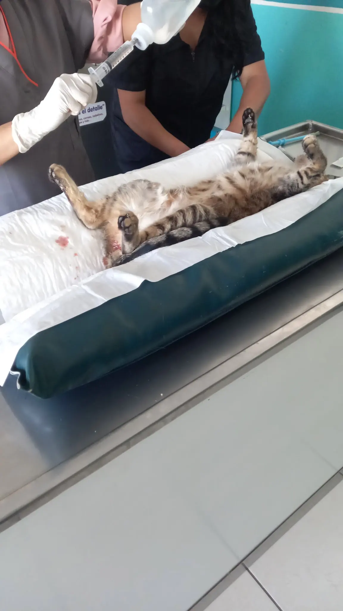 ESTACIÓN MASCOTA CLÍNICA VETERINARIA