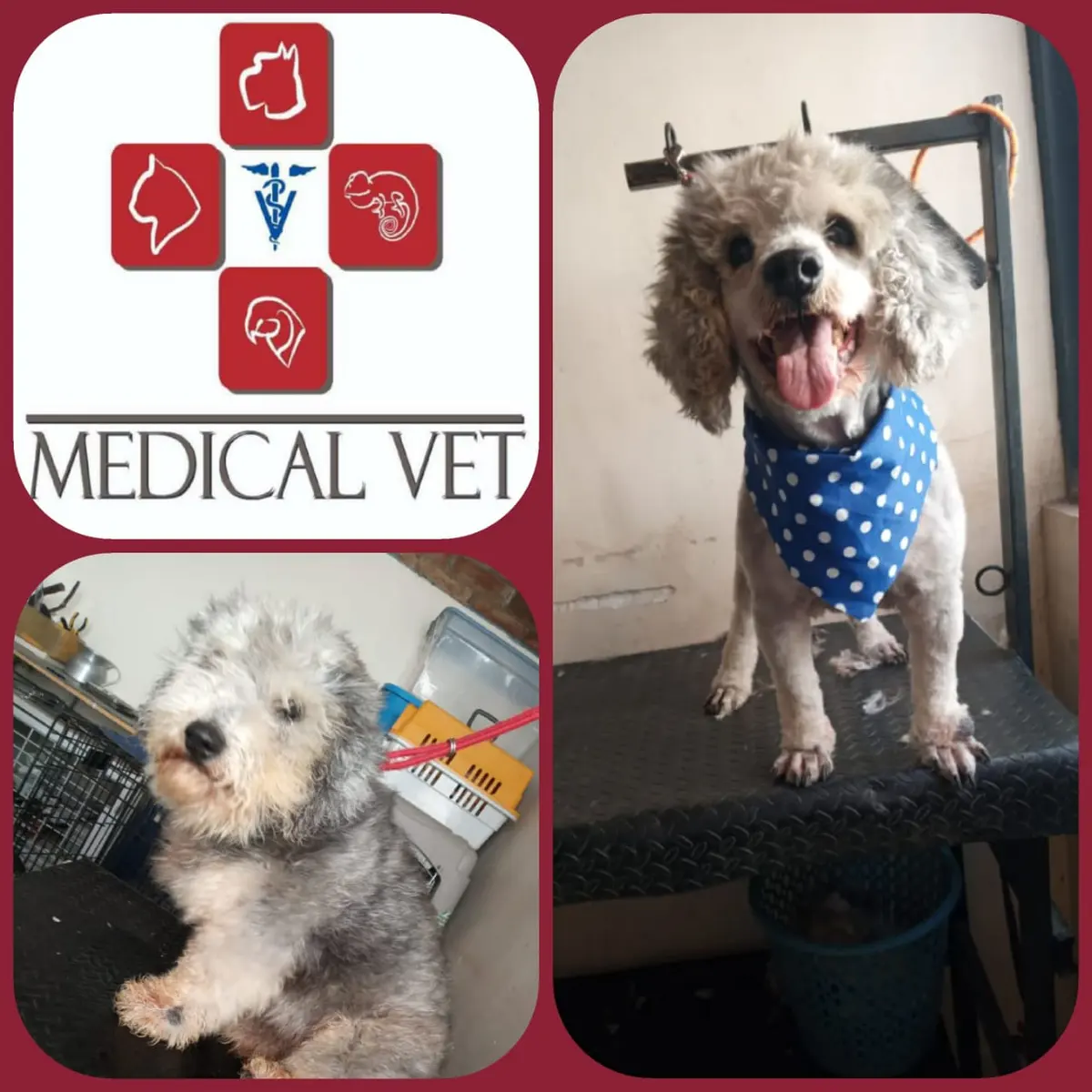 MEDICAL VET