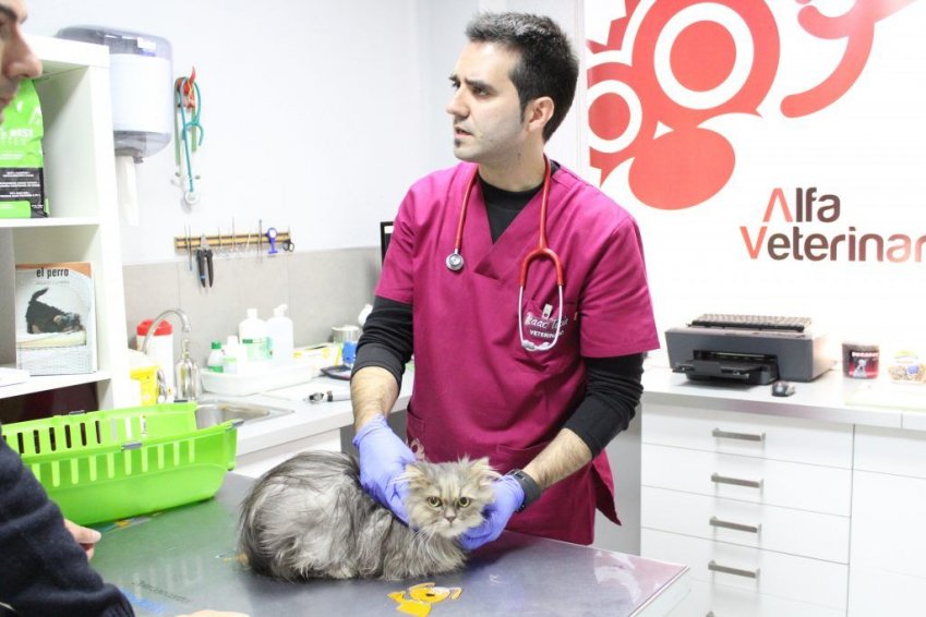 Alfa Pets Veterinaria