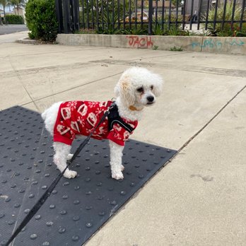 Buddy Pet Sorrento