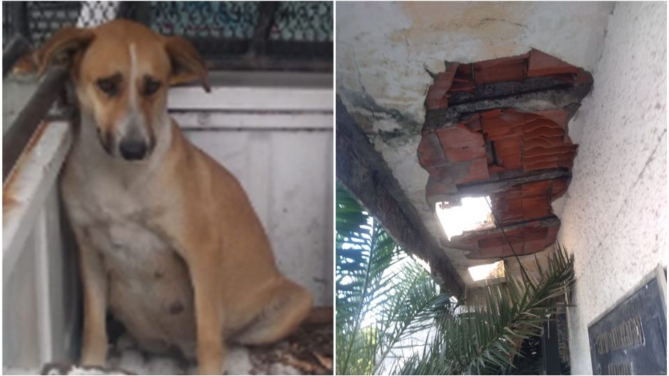 Centro De Control Canino Y Felino Juárez