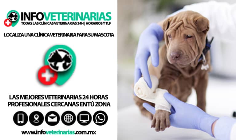 Centro Integral Veterinario Coatepec