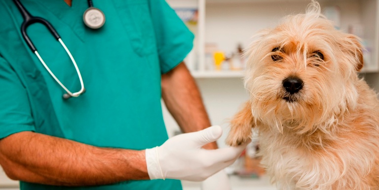 Centro Medico Veterinario De Montemorelos