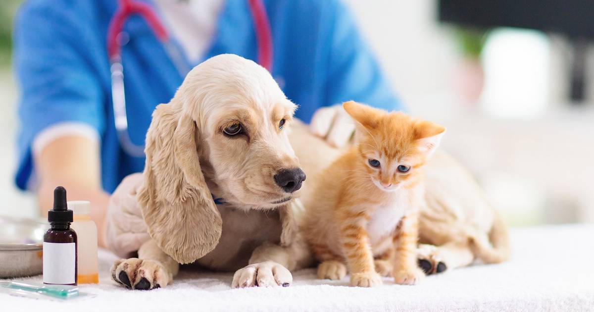 Centro Veterinario Texcoco