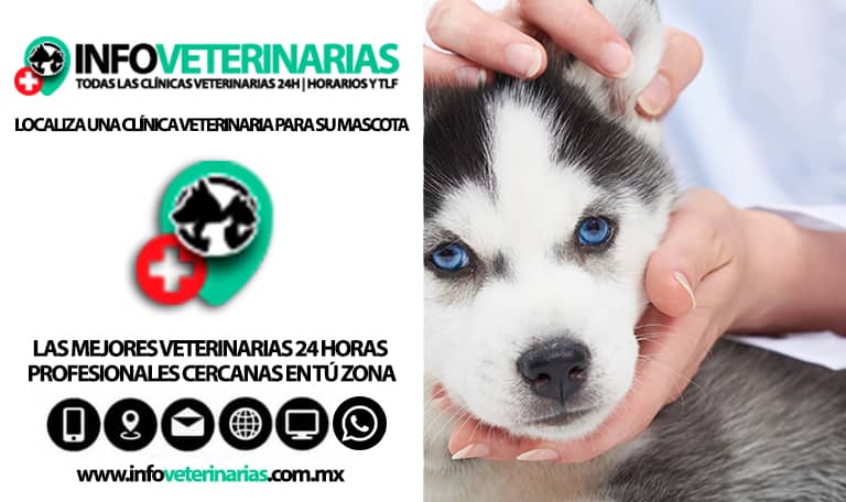 Centro Veterinario Teziutlán