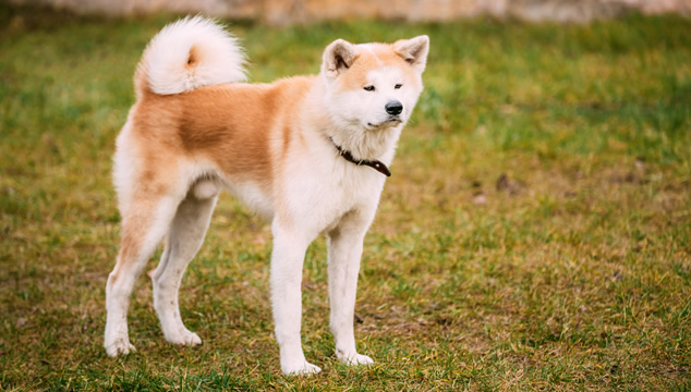 Clínica Veterinaria Akita Inu