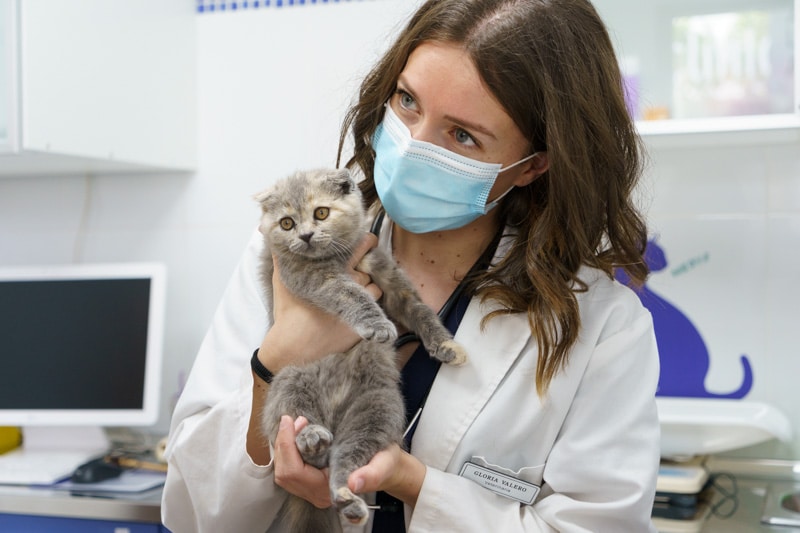 Clinica Veterinaria Del Sureste