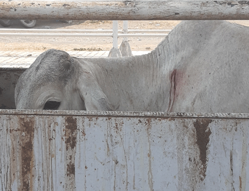 Clínica Veterinaria "el Corral"