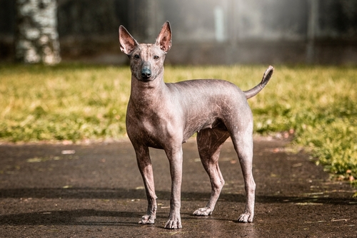 Clinica Veterinaria El Xoloitzcuintle