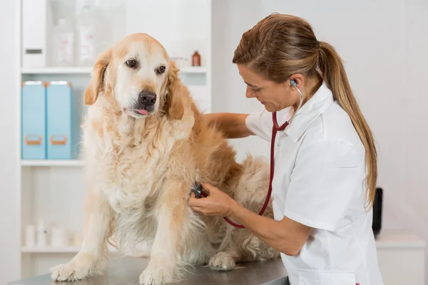 Clínica Veterinaria Golden