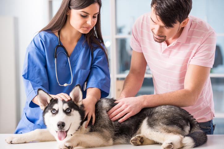 Clínica Veterinaria La Gloria Del Pastorcito