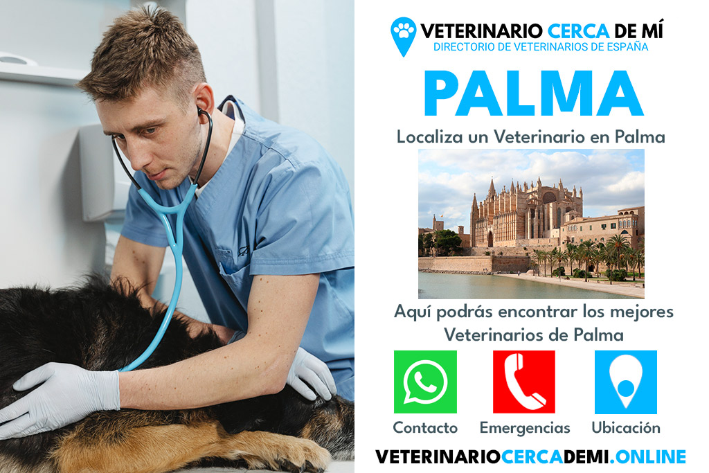 Clinica Veterinaria Los Angeles